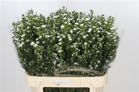 Aster Paquita