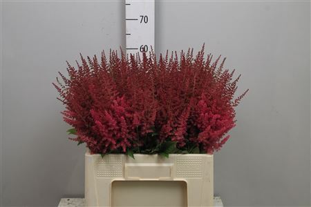 Astilbe Ar Else Schluc