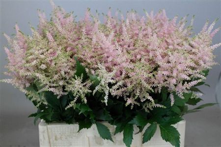 Astilbe Europa