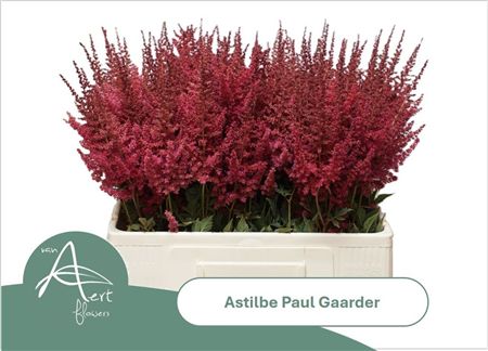 Astilbe Paul Gaarder