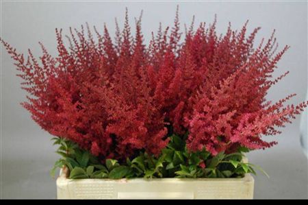 Astilbe Paul Gaarder