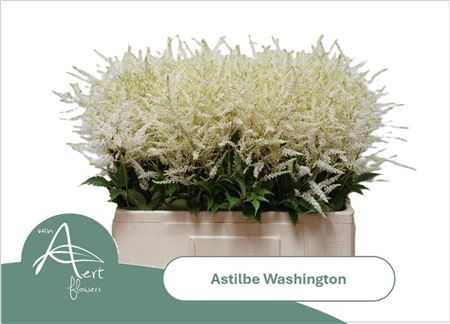Astilbe Washington