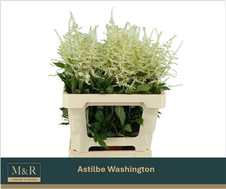 Astilbe Washington