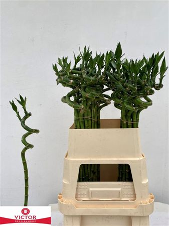 Bamboo Lucky Spiral + Toef