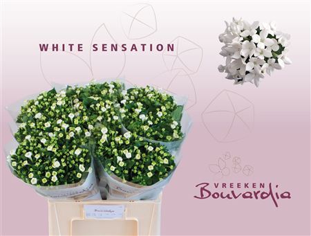 Bouvardia En Whi Sensation