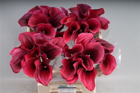 Calla Captain Promise