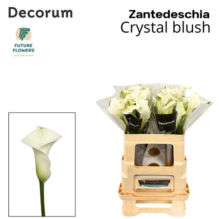 Calla Crystal Blush