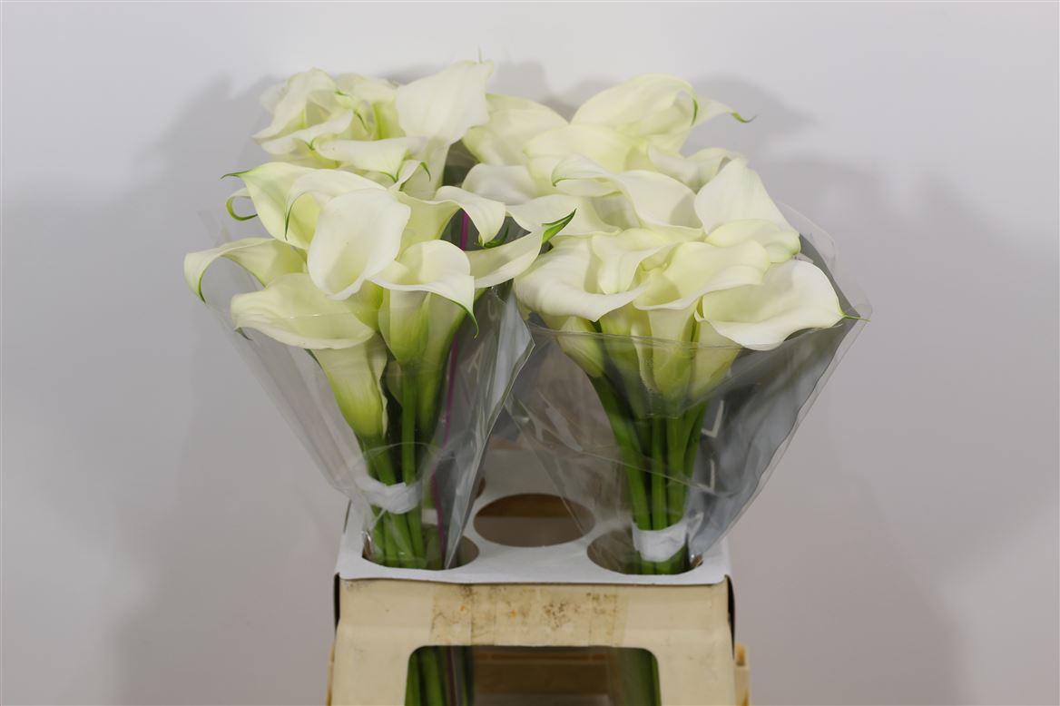 Calla Crystal Blush
