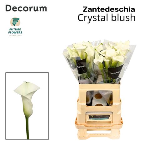 Calla Crystal Blush