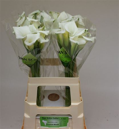 Calla Crystal Blush
