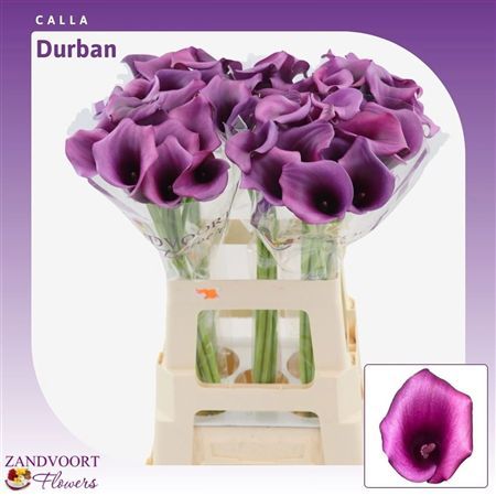 Calla Durban