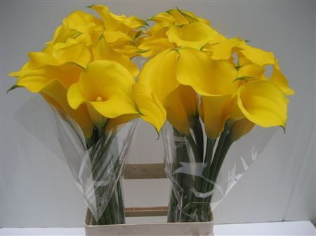 Calla Gold Medal