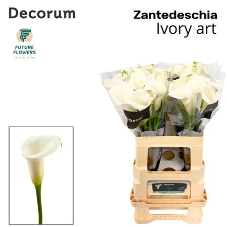 Calla Ivory Art