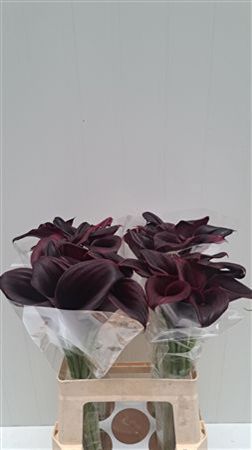 Calla Odessa