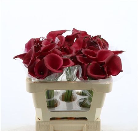 Calla Red Salsa