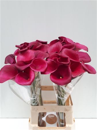 Calla Sumatra