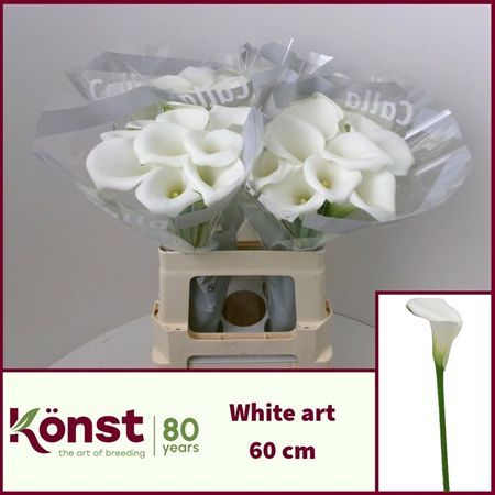 Calla White Art