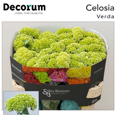 Celosia Act Verda