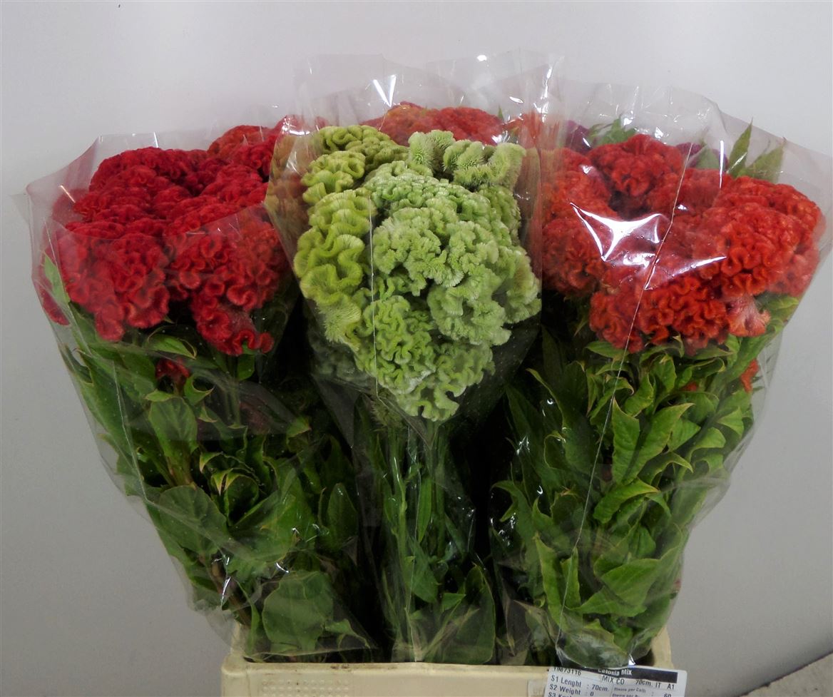 Celosia Mix
