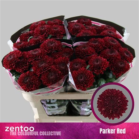 Chrys Bl Parker Red