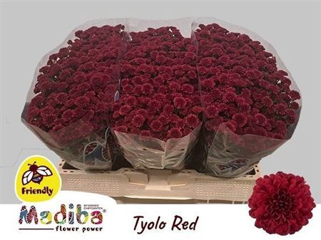 Chrys Sa Mad Red Tyolo