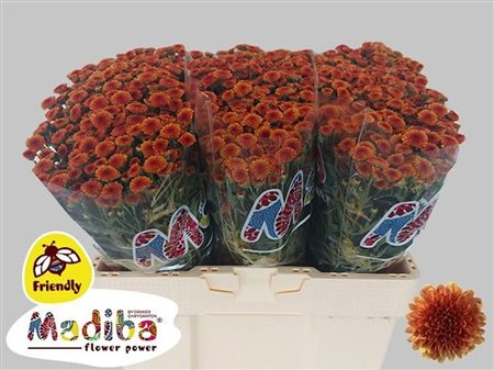 Chrys Sa Madiba Orange Tyolo