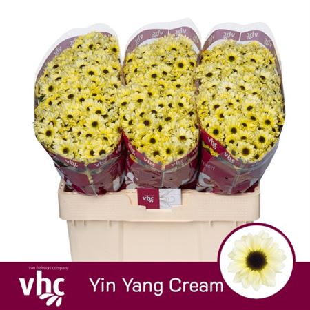 Chrys Sa Yin Yang Cream