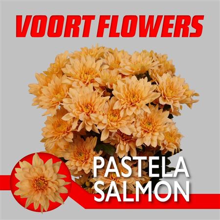 Chrys Sp Pastela Salmon