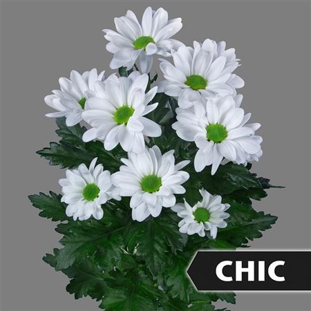 Chrys Spray Chic
