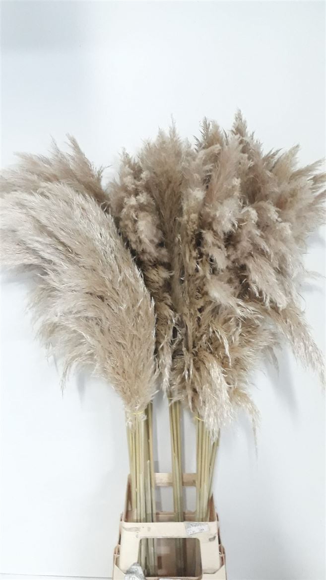 Cortaderia