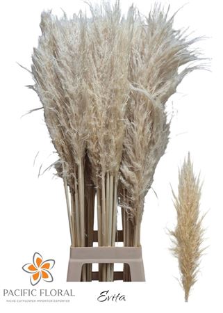 Cortaderia Evita