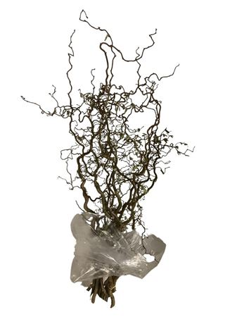 Corylus Contorta