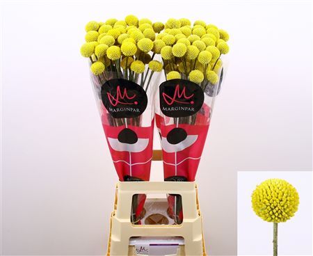 Craspedia Paint Pop