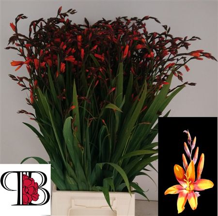 Crocosmia Emile Mckenzie