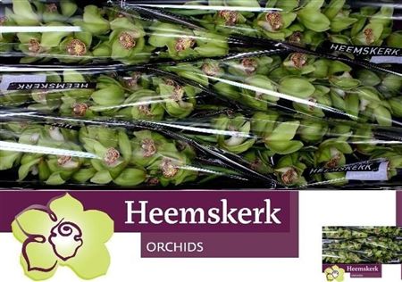 Cymbidium Green Melissa