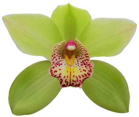 Cymbidium Green Melissa