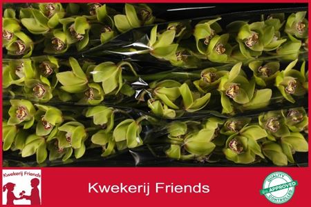 Cymbidium Green Mrs Robin Hood