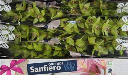 Cymbidium Green Saffier