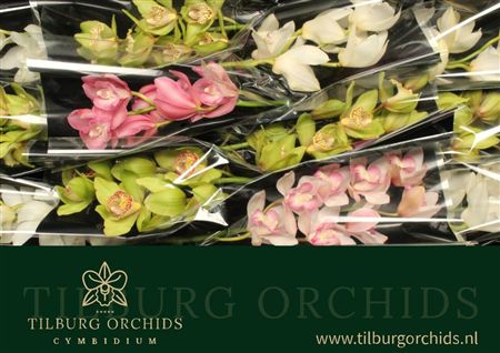 Cymbidium Mix