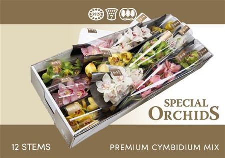 Cymbidium Mix