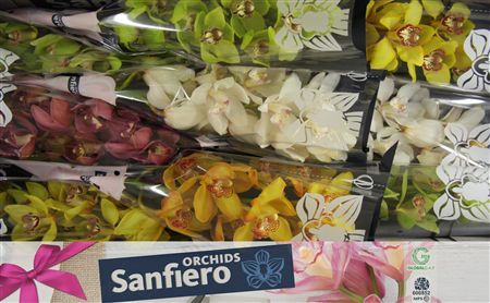 Cymbidium Mix