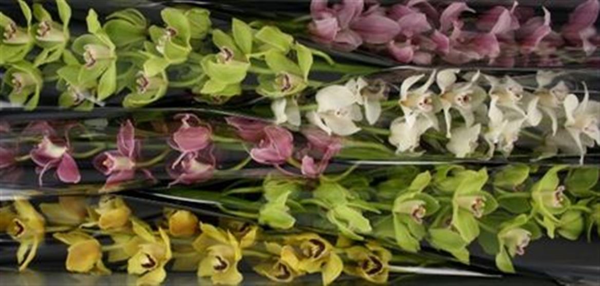 Cymbidium Mix Sanfiero