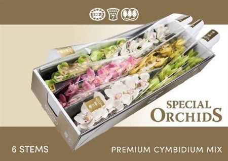 Cymbidium Mix Special Orchids