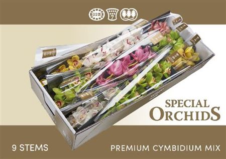 Cymbidium Mix Special Orchids