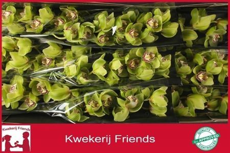 Cymbidium Mrs R Hood