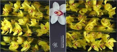 Cymbidium Yellow Cab