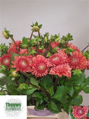 Dahlia Cornel Bronze