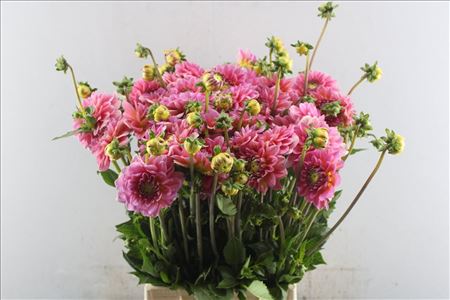 Dahlia Pink Runner