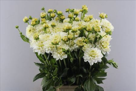 Dahlia Polar Ice