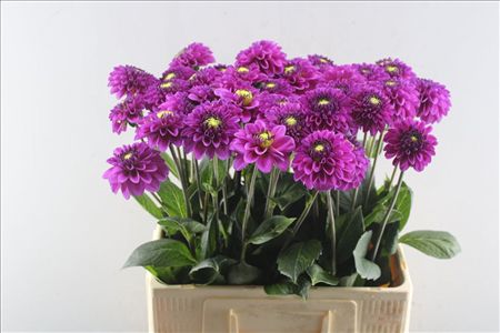 Dahlia Purple Fox
